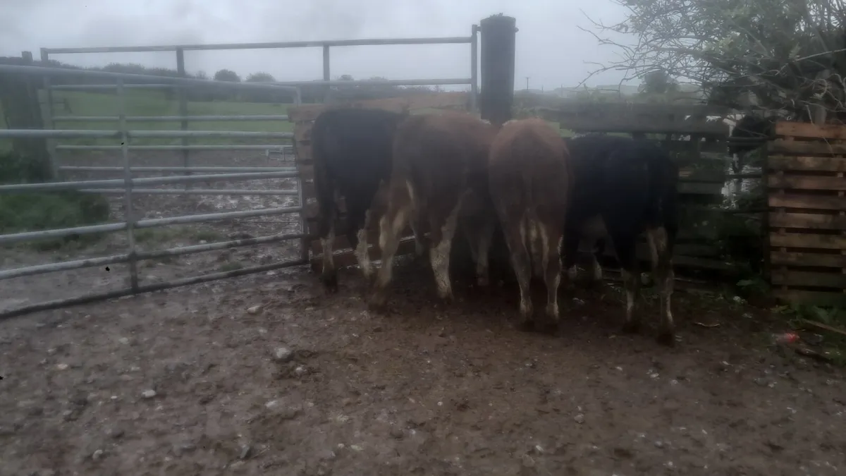 Hereford males - Image 2