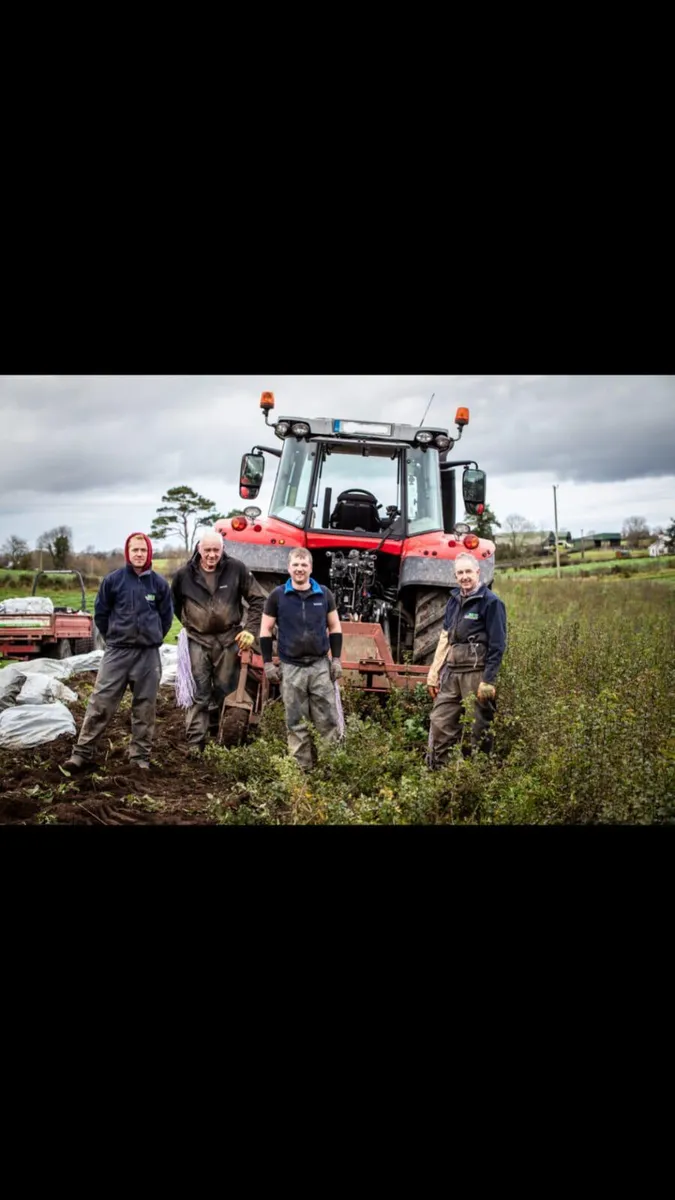 Irish Whitethorn Hedging 🌳 - Image 4