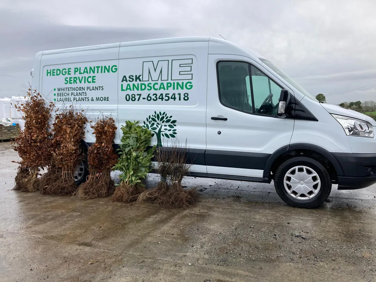 Irish Whitethorn Hedging 🌳 - Image 1