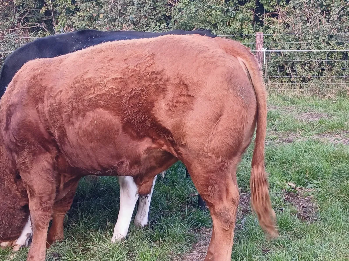 Young bulls - Image 1
