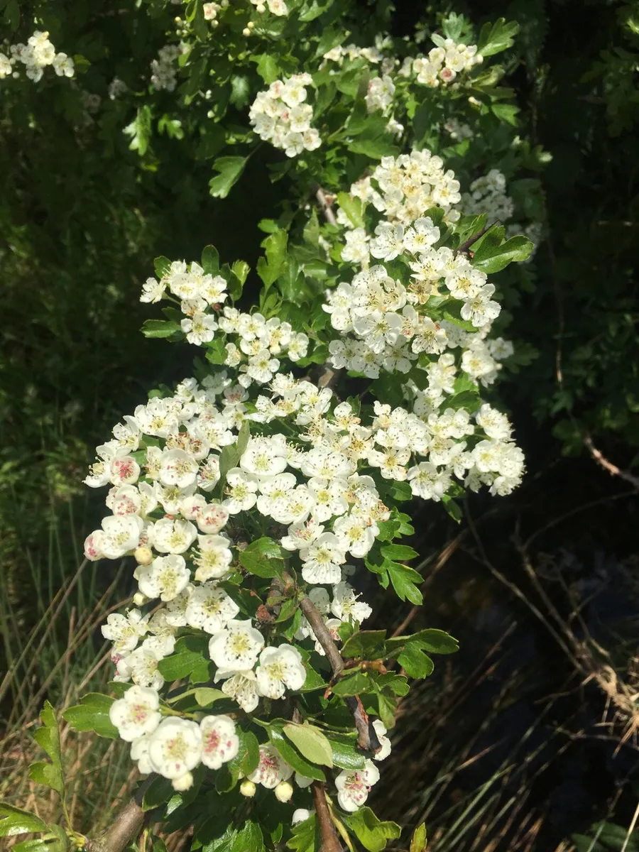 Irish Whitethorn Hedging 🌳 - Image 2