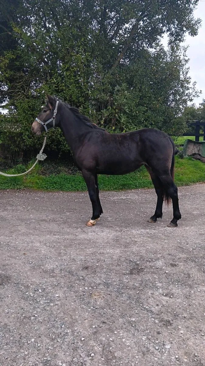 Filly by Killaloe Charlie - Image 1