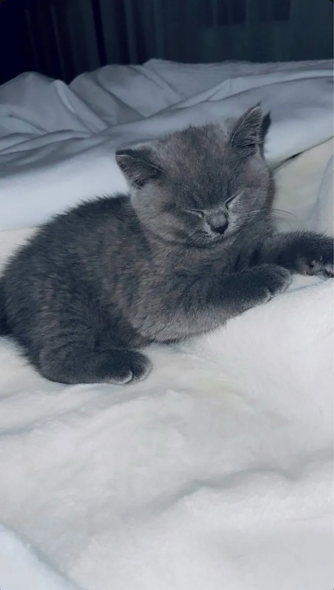Short British hair kitten - Image 2