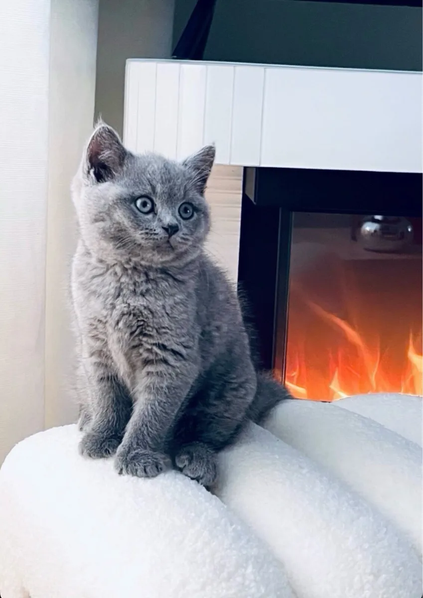 Short British hair kitten - Image 1