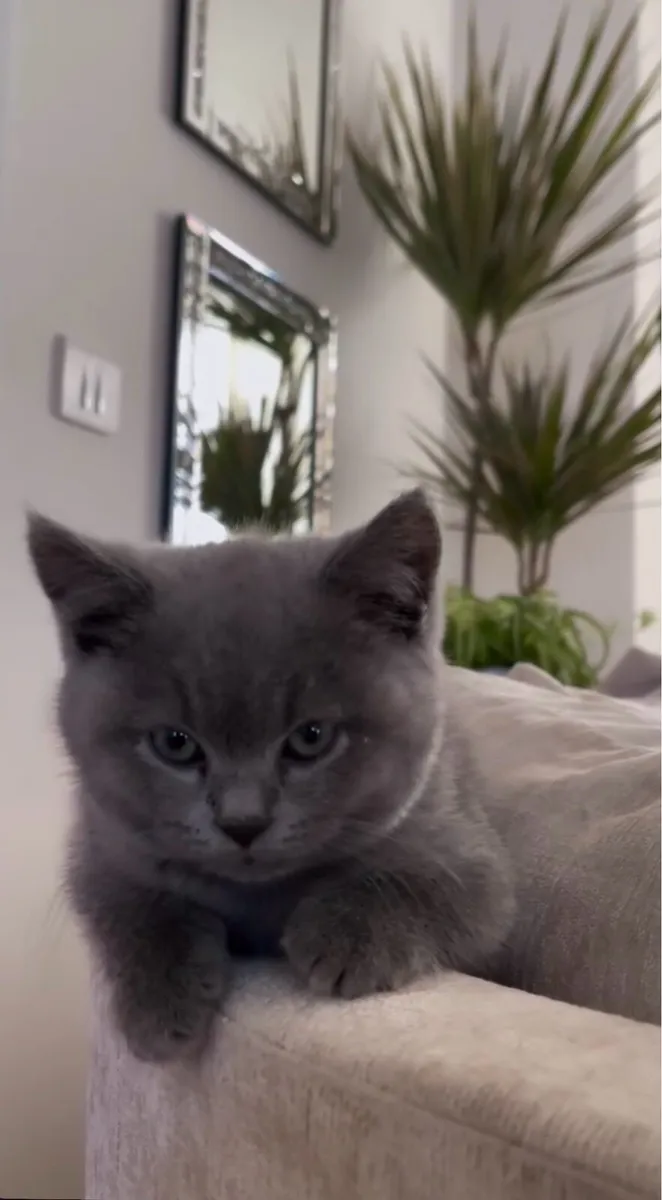 Short British hair kitten - Image 4