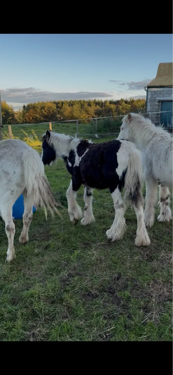 Cob Foal - Image 2