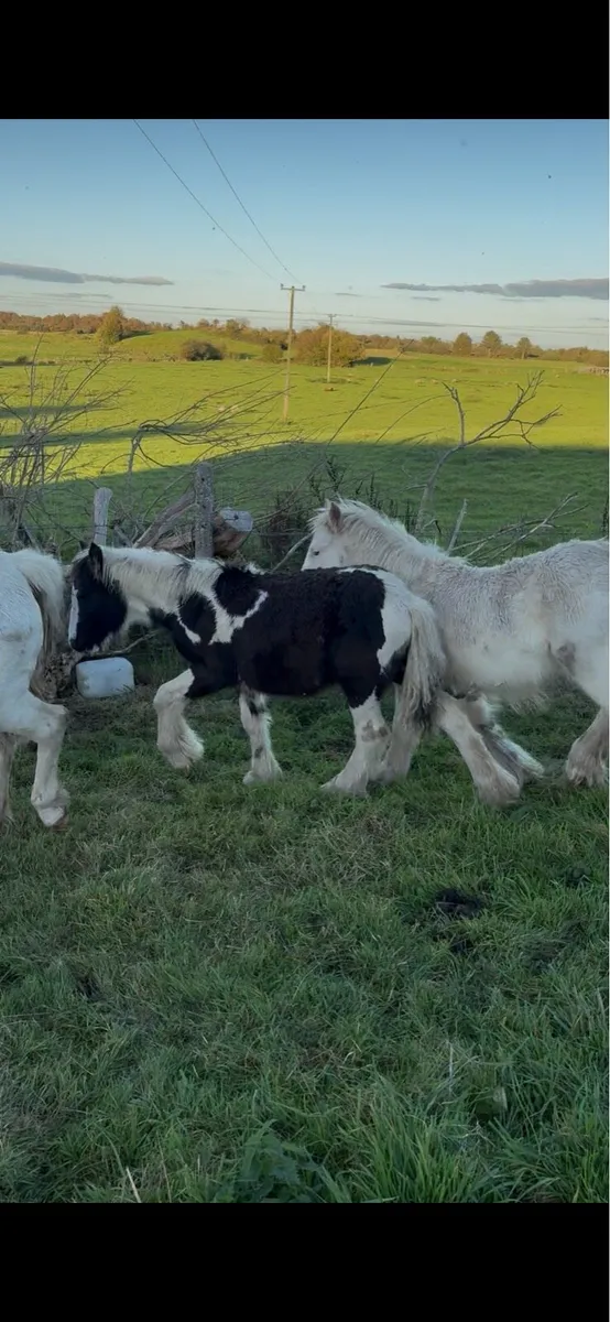 Cob Foal - Image 3