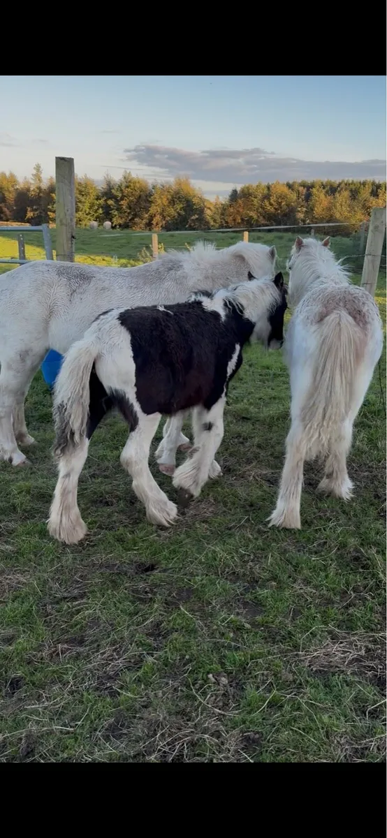 Cob Foal - Image 4