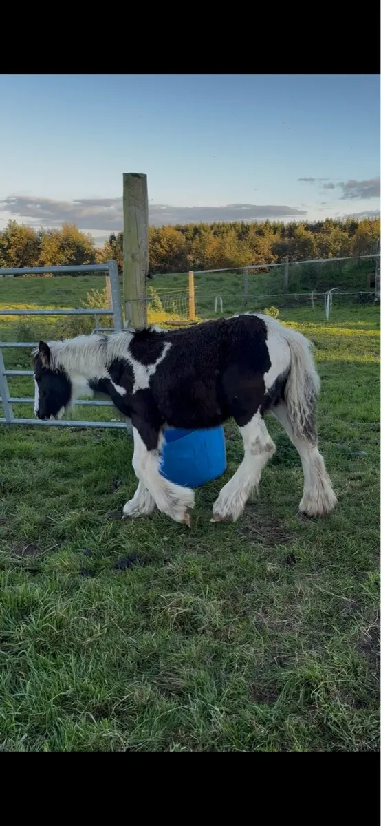 Cob Foal - Image 1