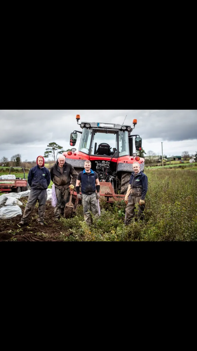 Irish Whitethorn Hedging 🌳 - Image 4