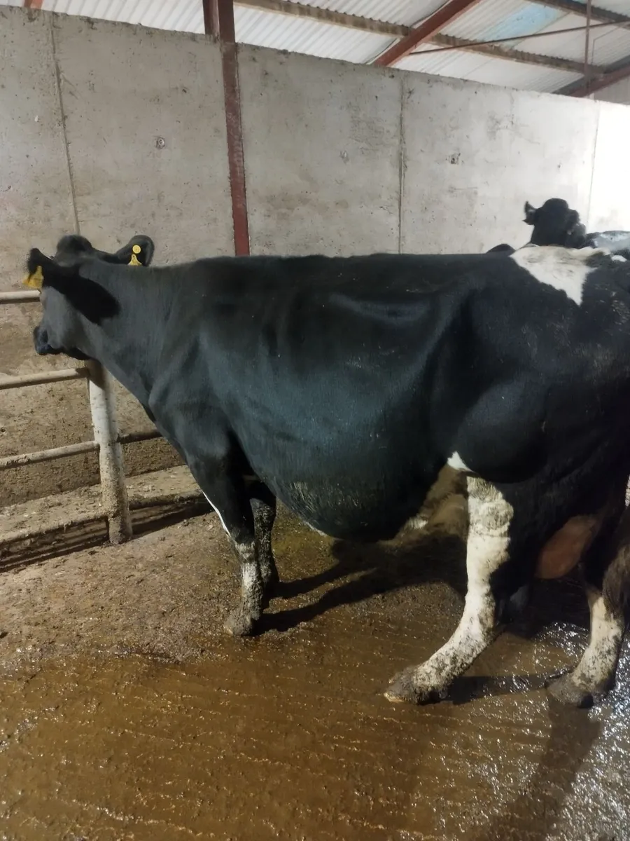 Empty cows - Image 2