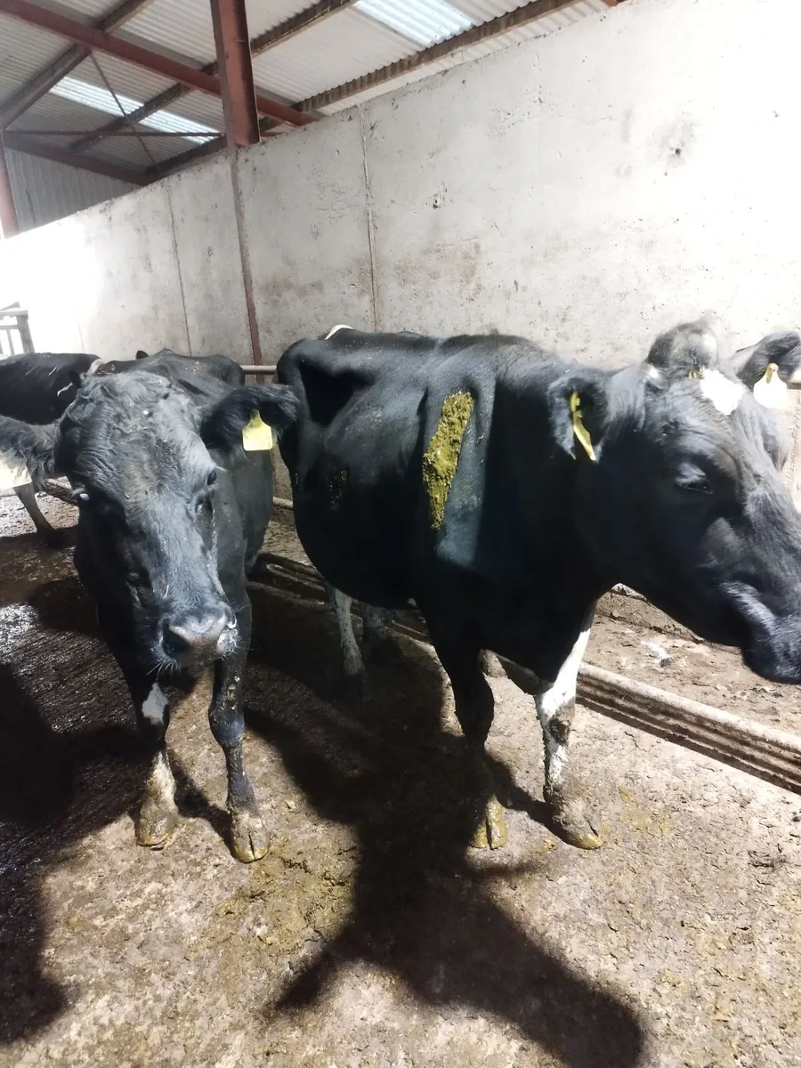 Empty cows - Image 3
