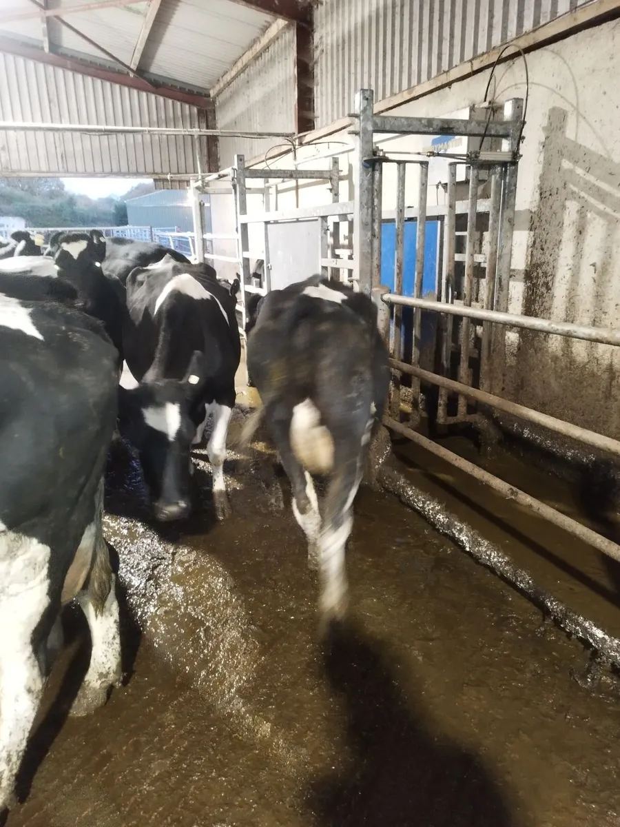 Empty cows - Image 4