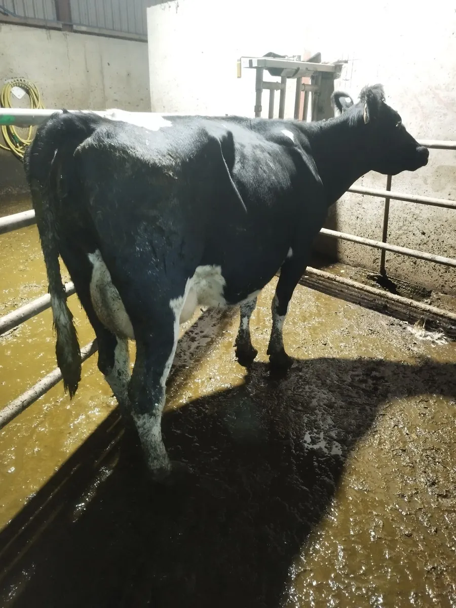 Empty cows - Image 1
