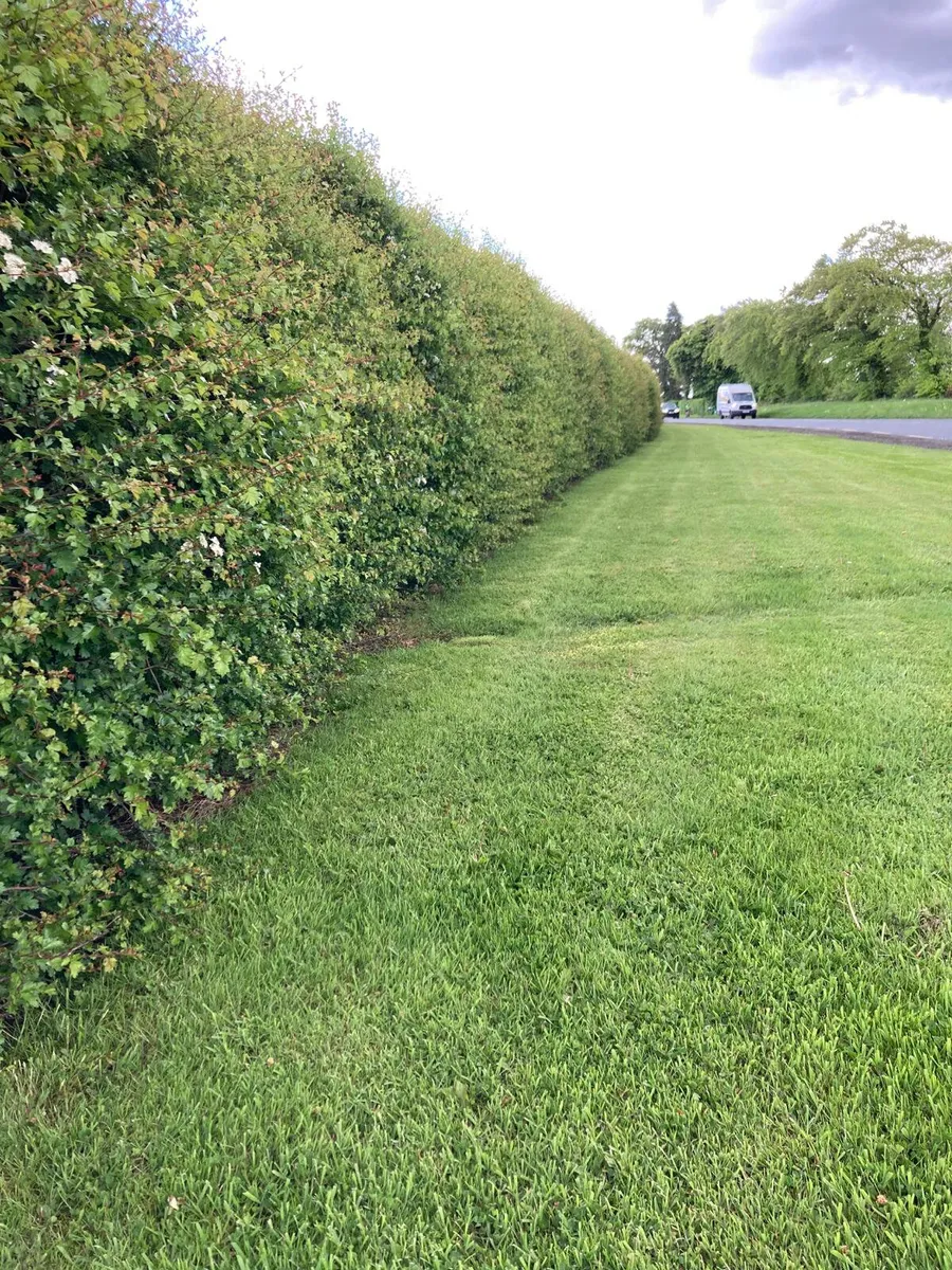 Irish Whitethorn Hedging 🌳 - Image 2