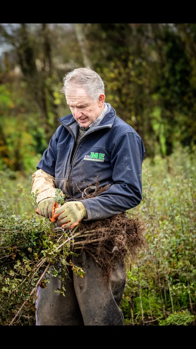 Irish Whitethorn Hedging 🌳 - Image 4
