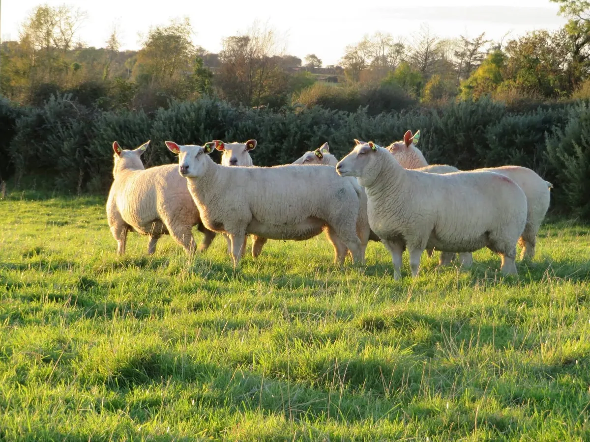 Charollais In-lamb Hoggets - Roscommon Mart - Image 2