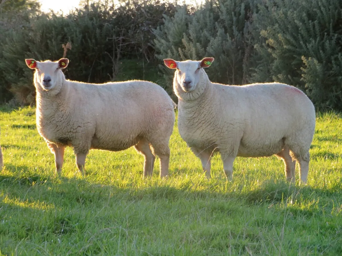 Charollais In-lamb Hoggets - Roscommon Mart - Image 3