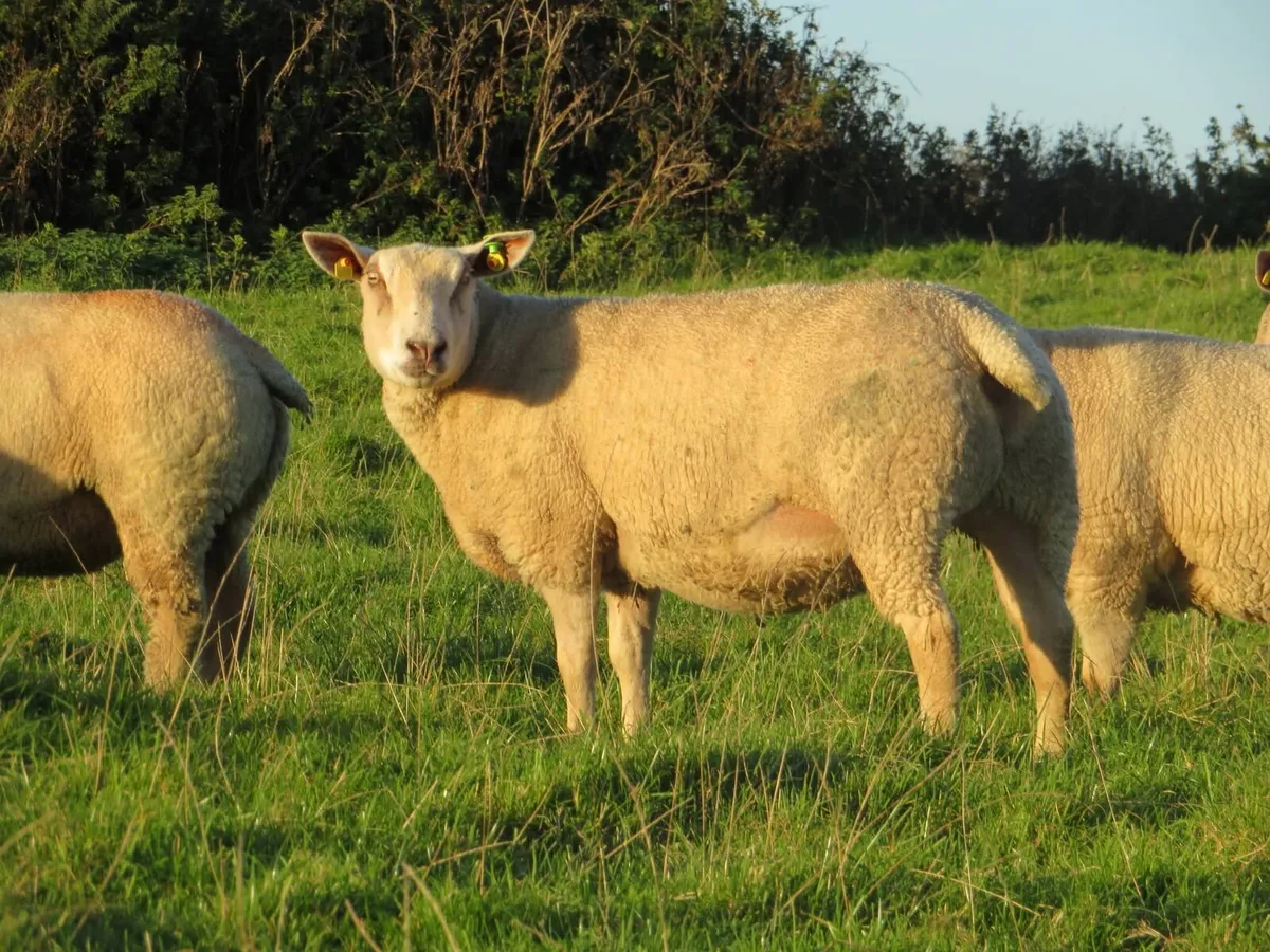 Charollais In-lamb Hoggets - Roscommon Mart - Image 4