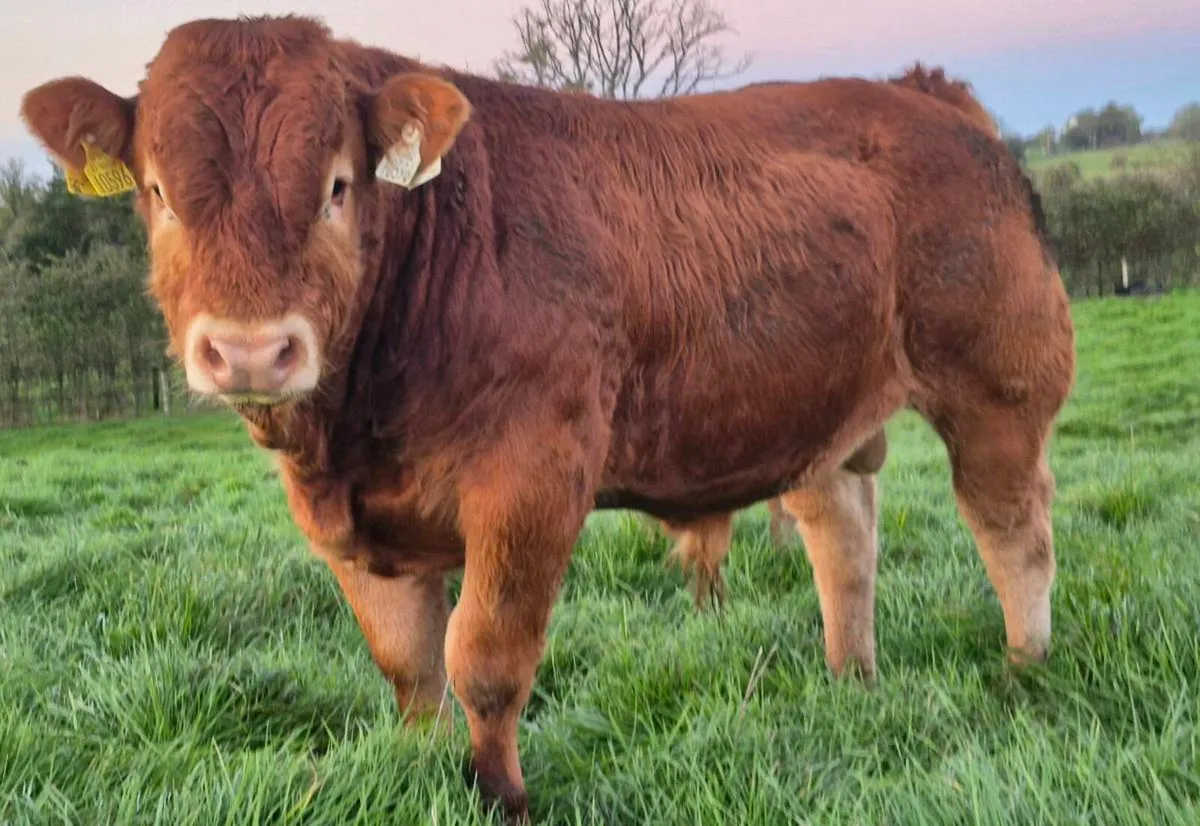 PBR lim bull weanling Tuam Mart - Image 1