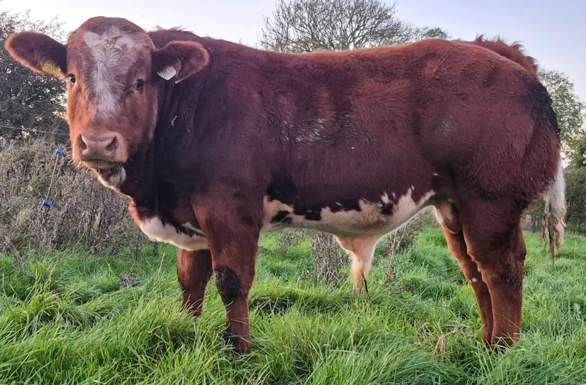PBR lim bull weanling Tuam Mart - Image 2