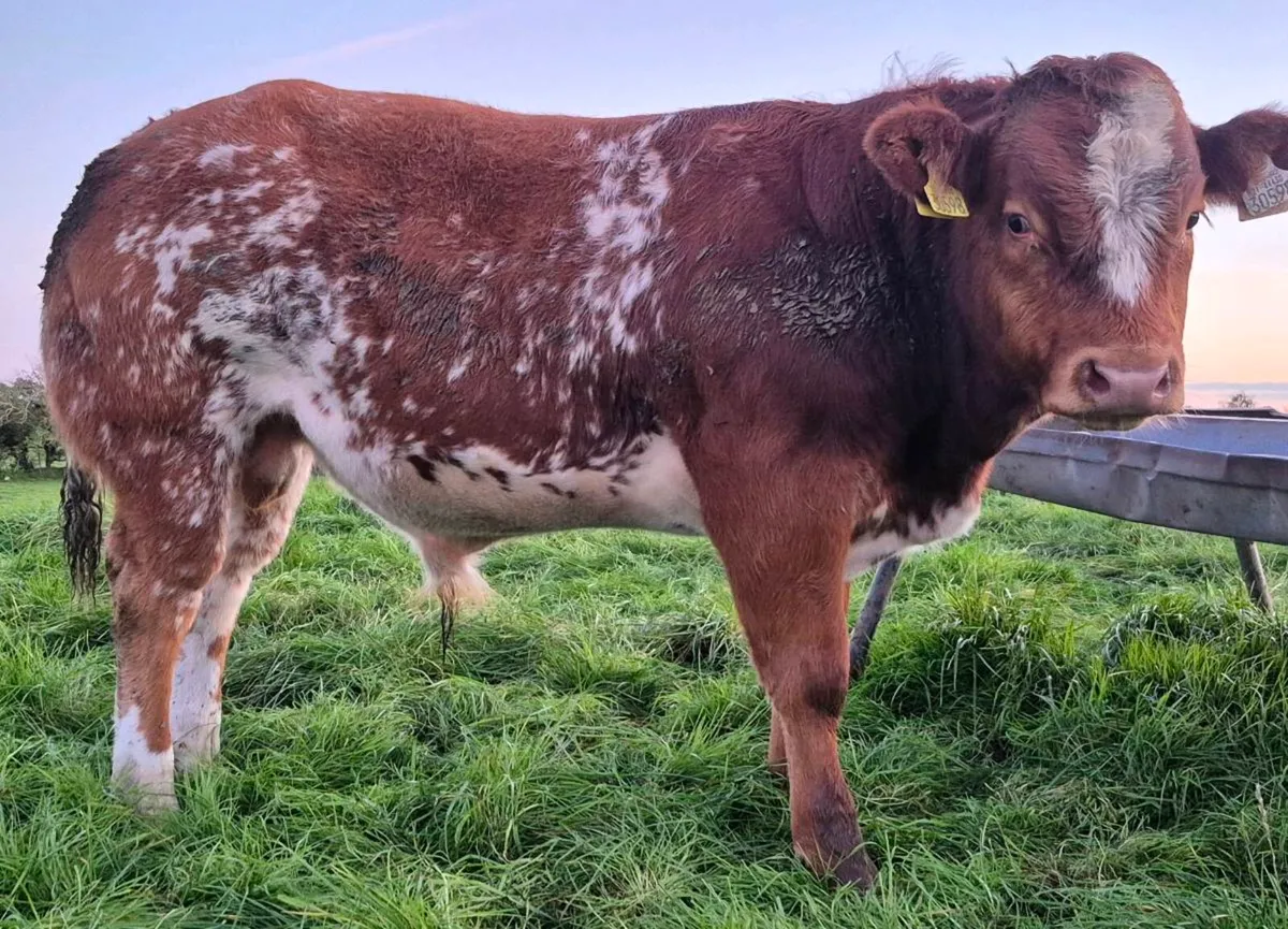 PBR lim bull weanling Tuam Mart - Image 3