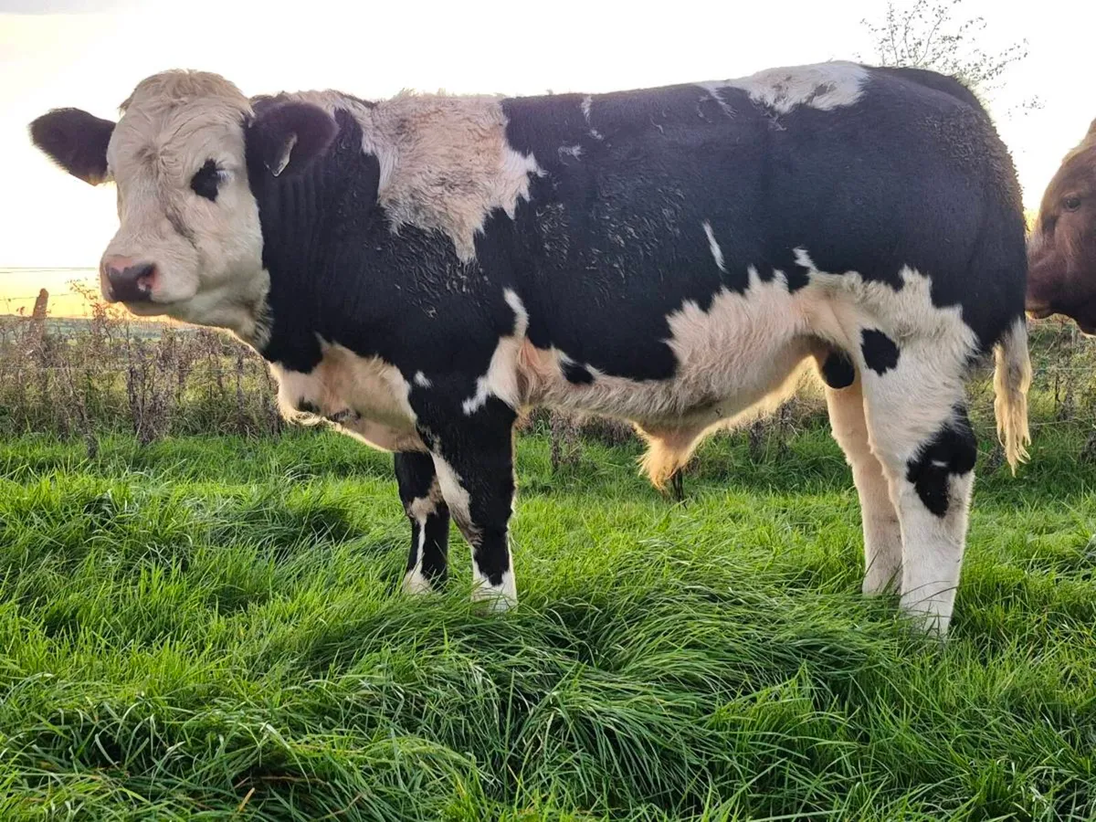 PBR lim bull weanling Tuam Mart - Image 4