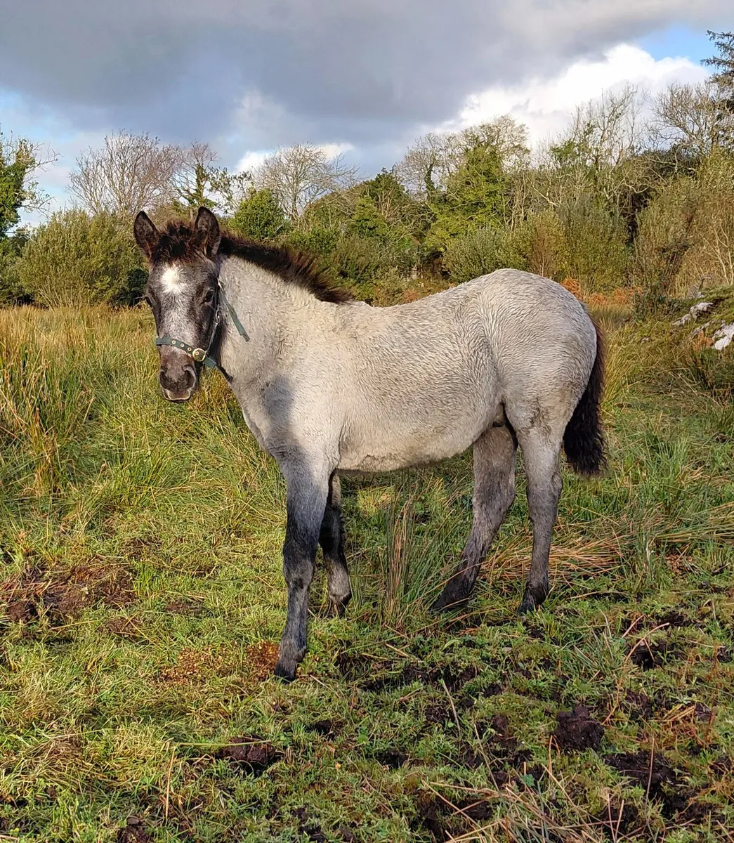 Connemara colt foal - Image 1