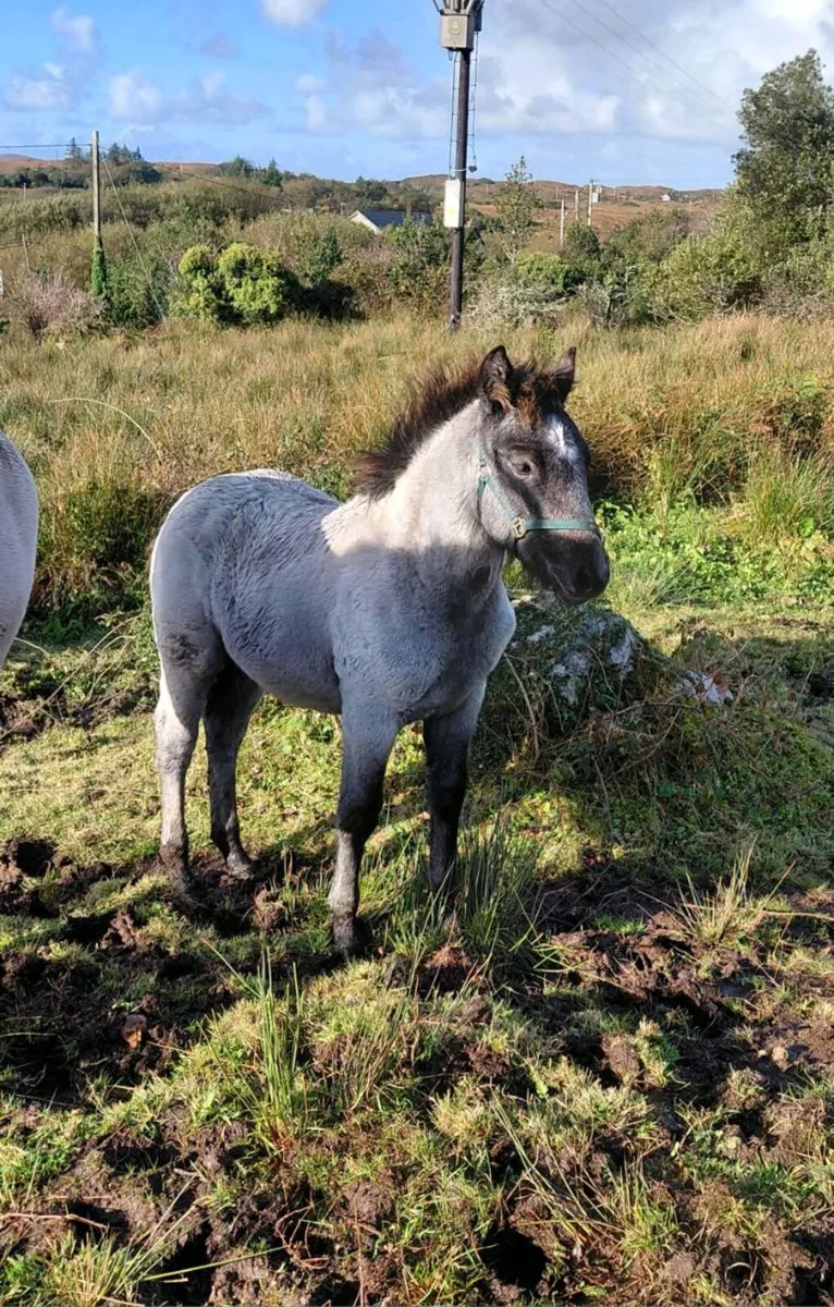 Connemara colt foal - Image 2