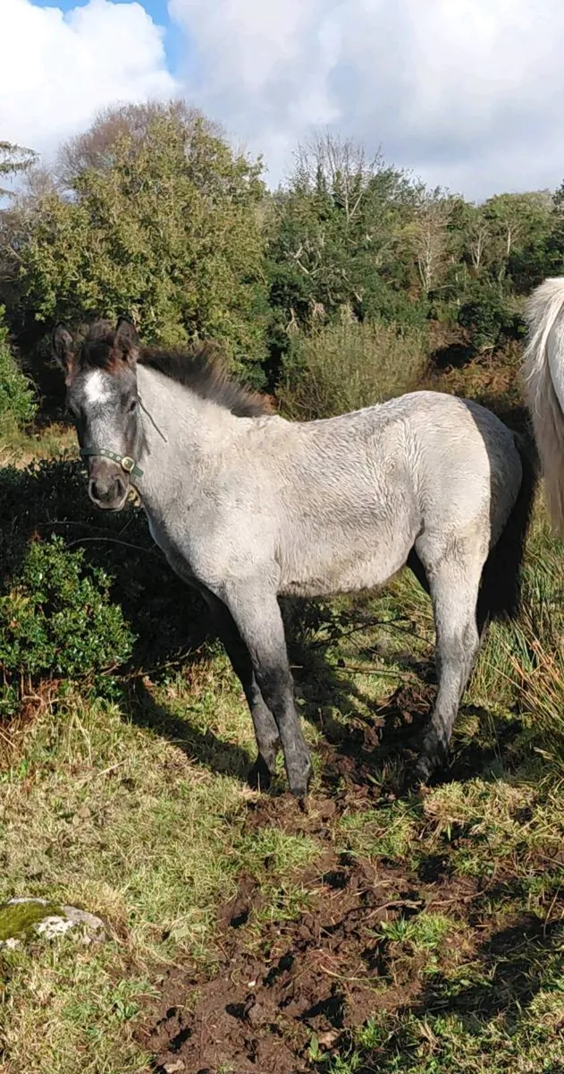 Connemara colt foal - Image 3