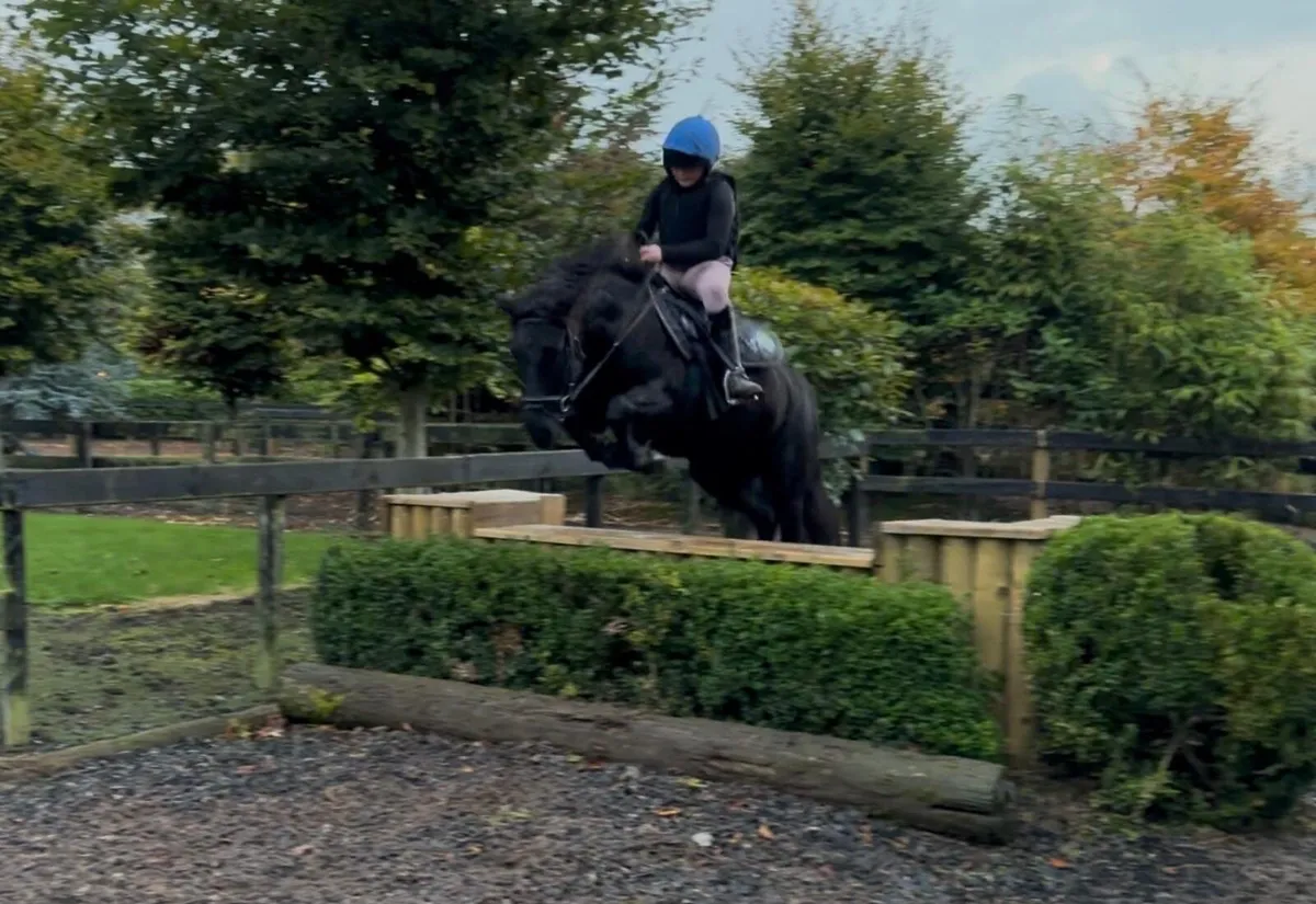 Pony - Image 1