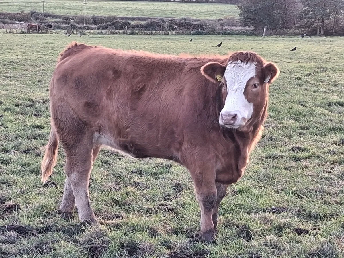 Breeding Heifers - Image 3