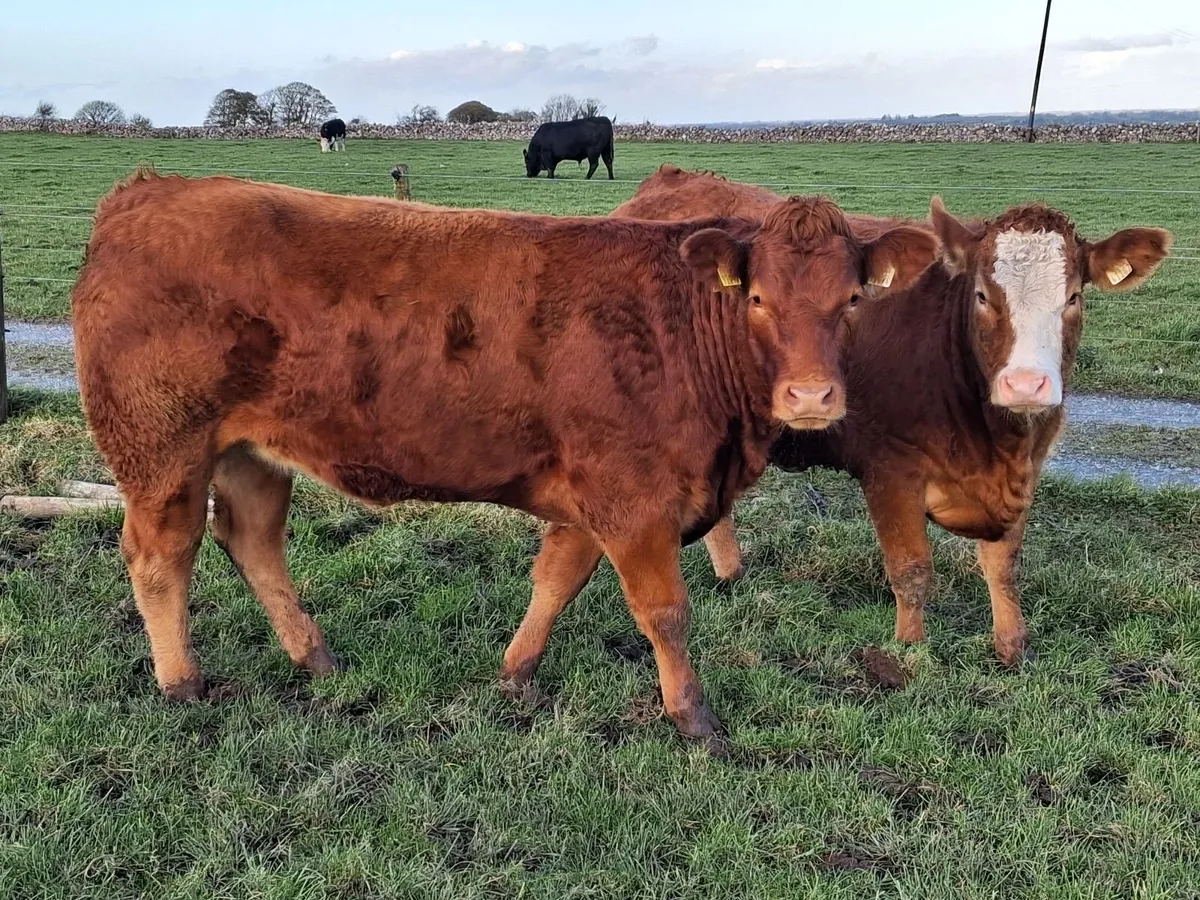 Breeding Heifers - Image 4