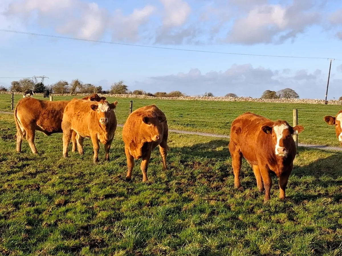 Breeding Heifers - Image 2