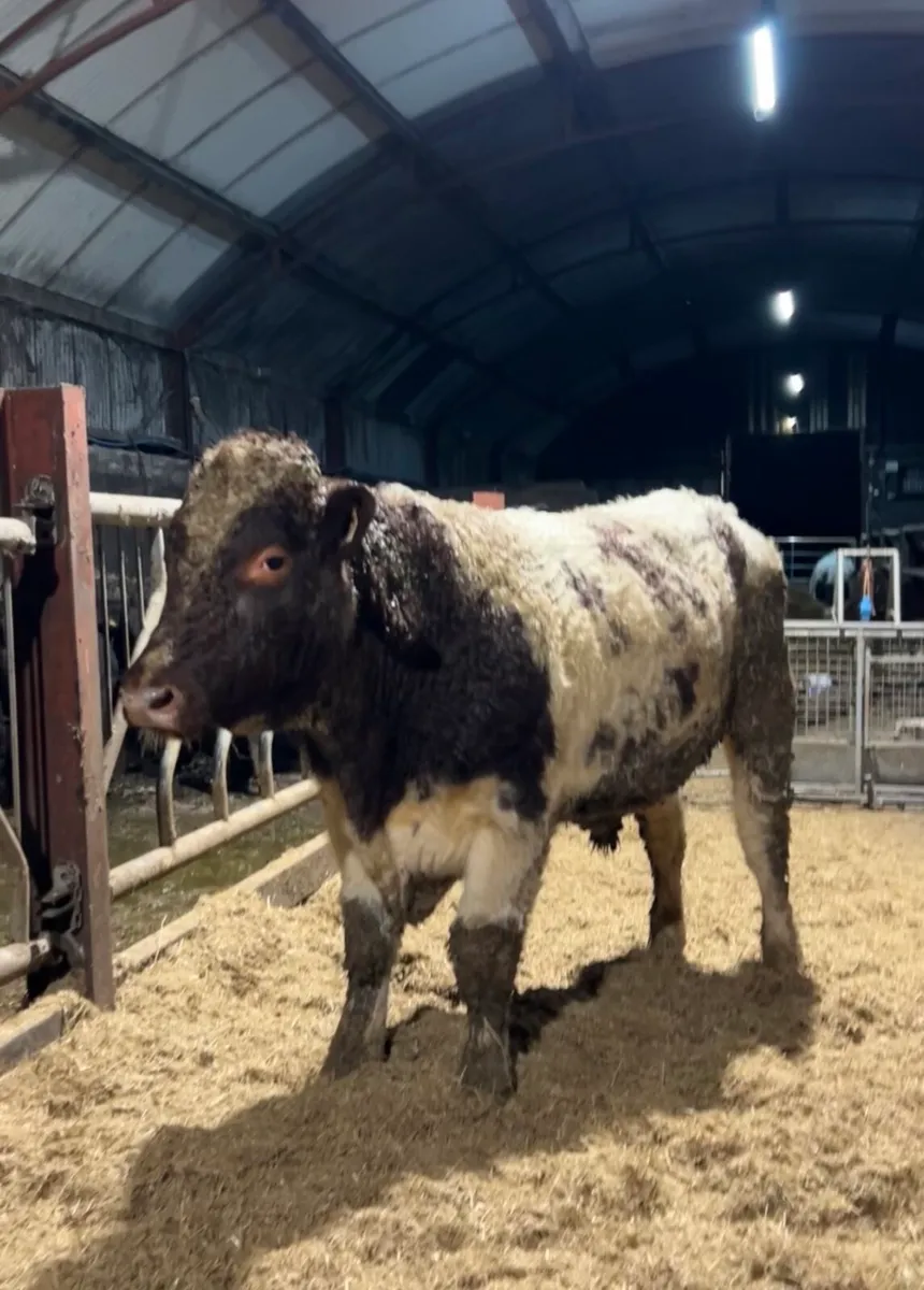 Ped Shorthorn Bull