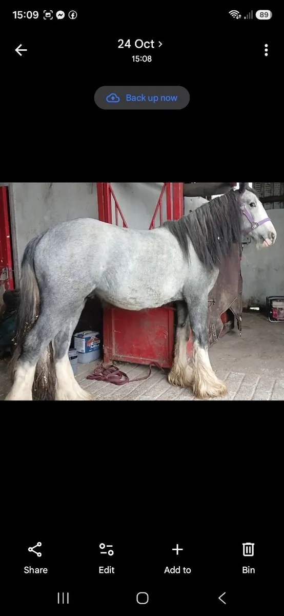 2yr old colt - Image 2