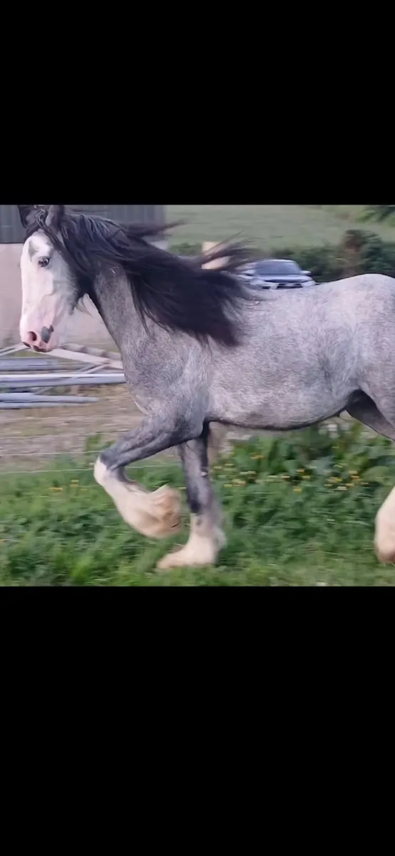 2yr old colt - Image 1