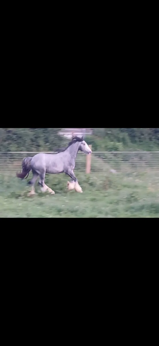 2yr old colt - Image 4