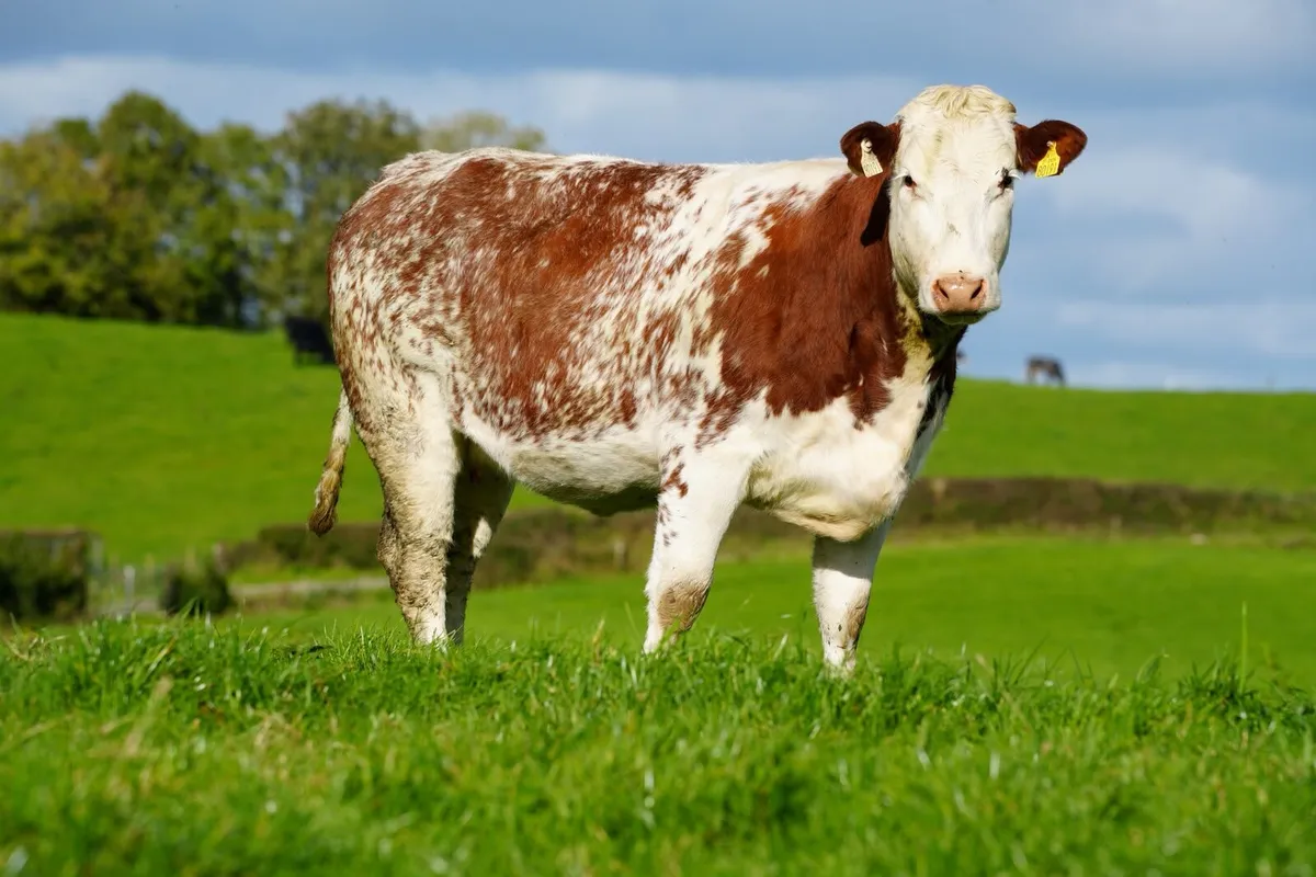 Suckler Herd Dispersal Sale - Image 3