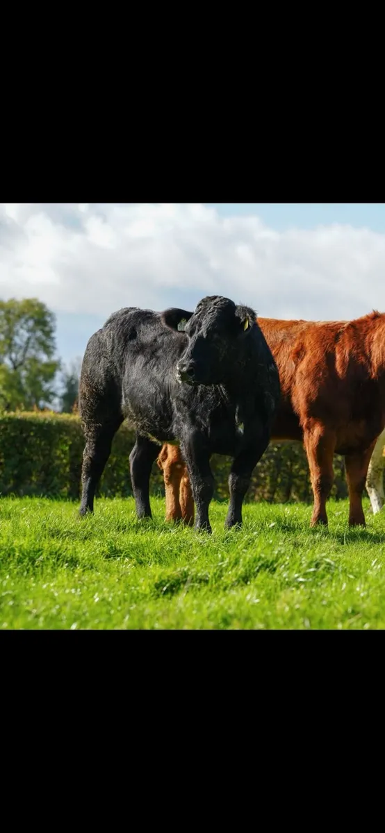 Suckler Herd Dispersal Sale - Image 4