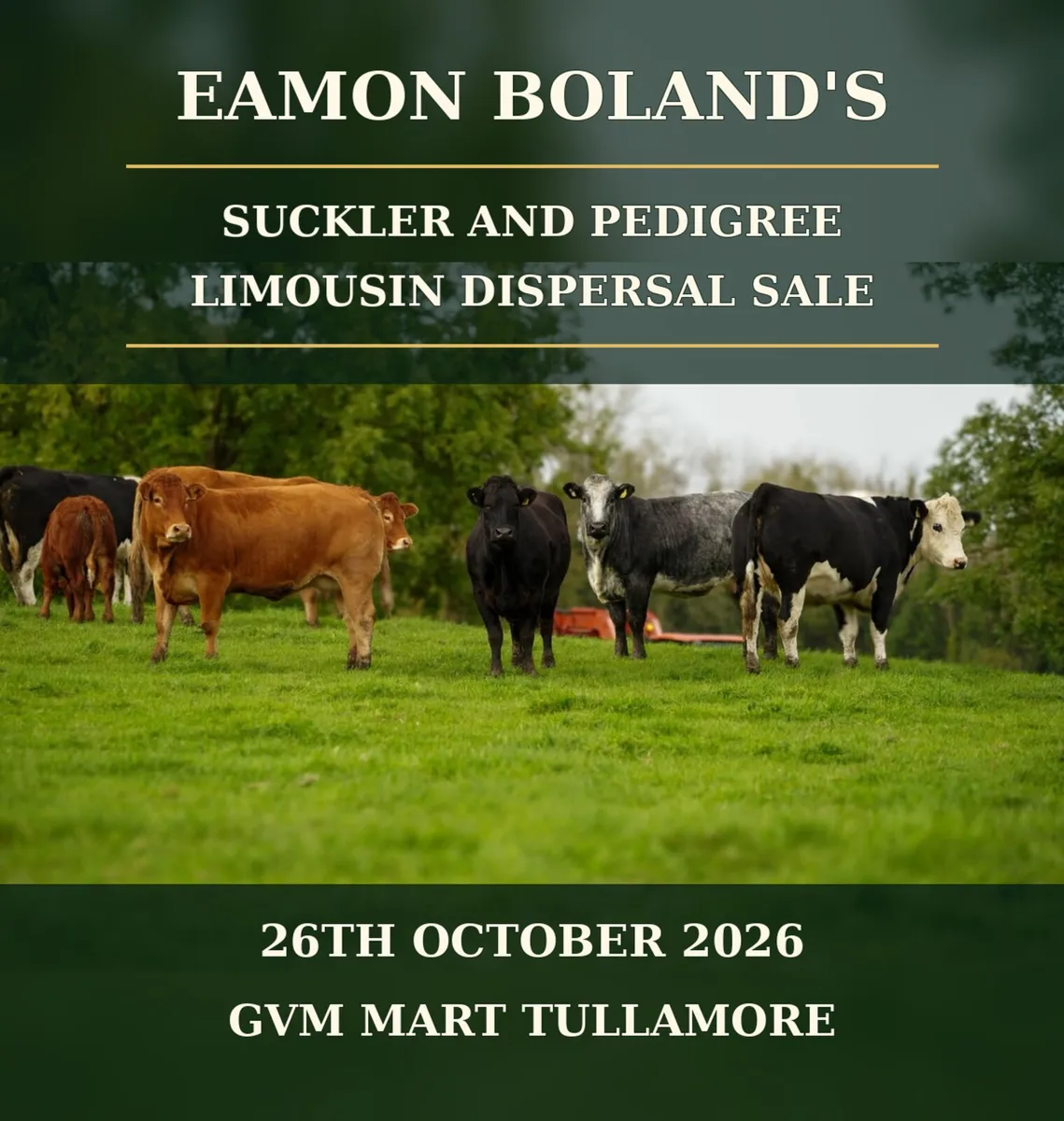 Suckler Herd Dispersal Sale - Image 1
