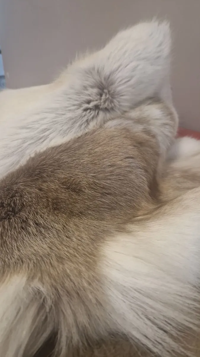 Genuine Reindeer Hide rug - Image 3
