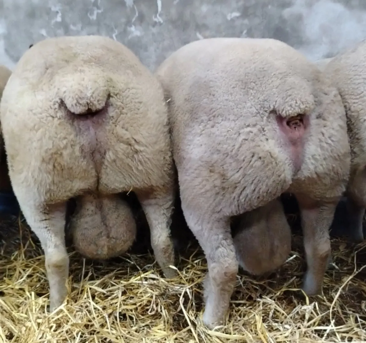 Pedigree Registered Charollais Rams - Image 1