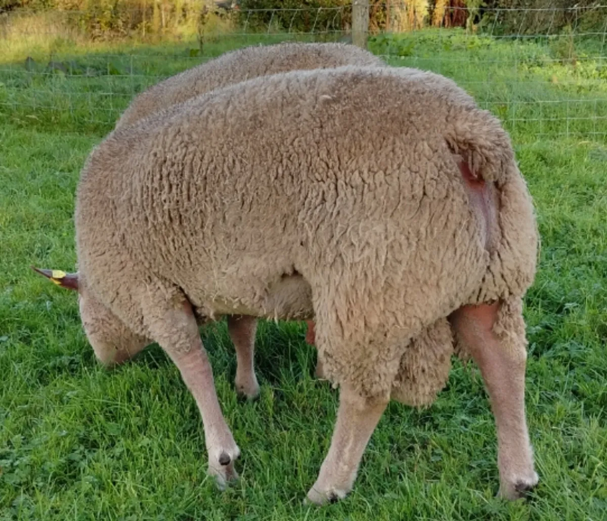 Pedigree Registered Charollais Rams - Image 2