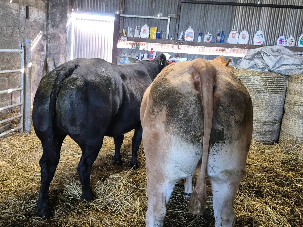 INCALF HEIFERS - Image 2