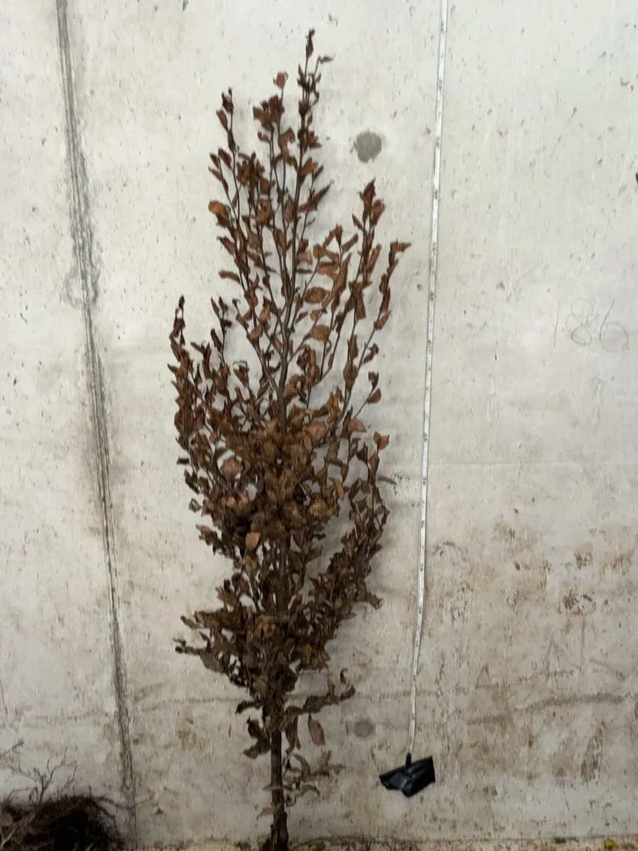 Green Beech Hedging 150-170cm - €5 each - Image 2