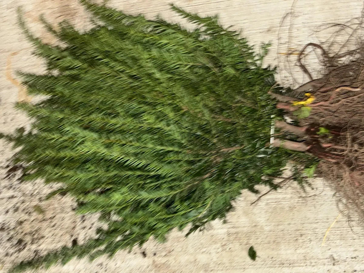 Yew Hedging 30-50cm - €2 per plant - Image 1