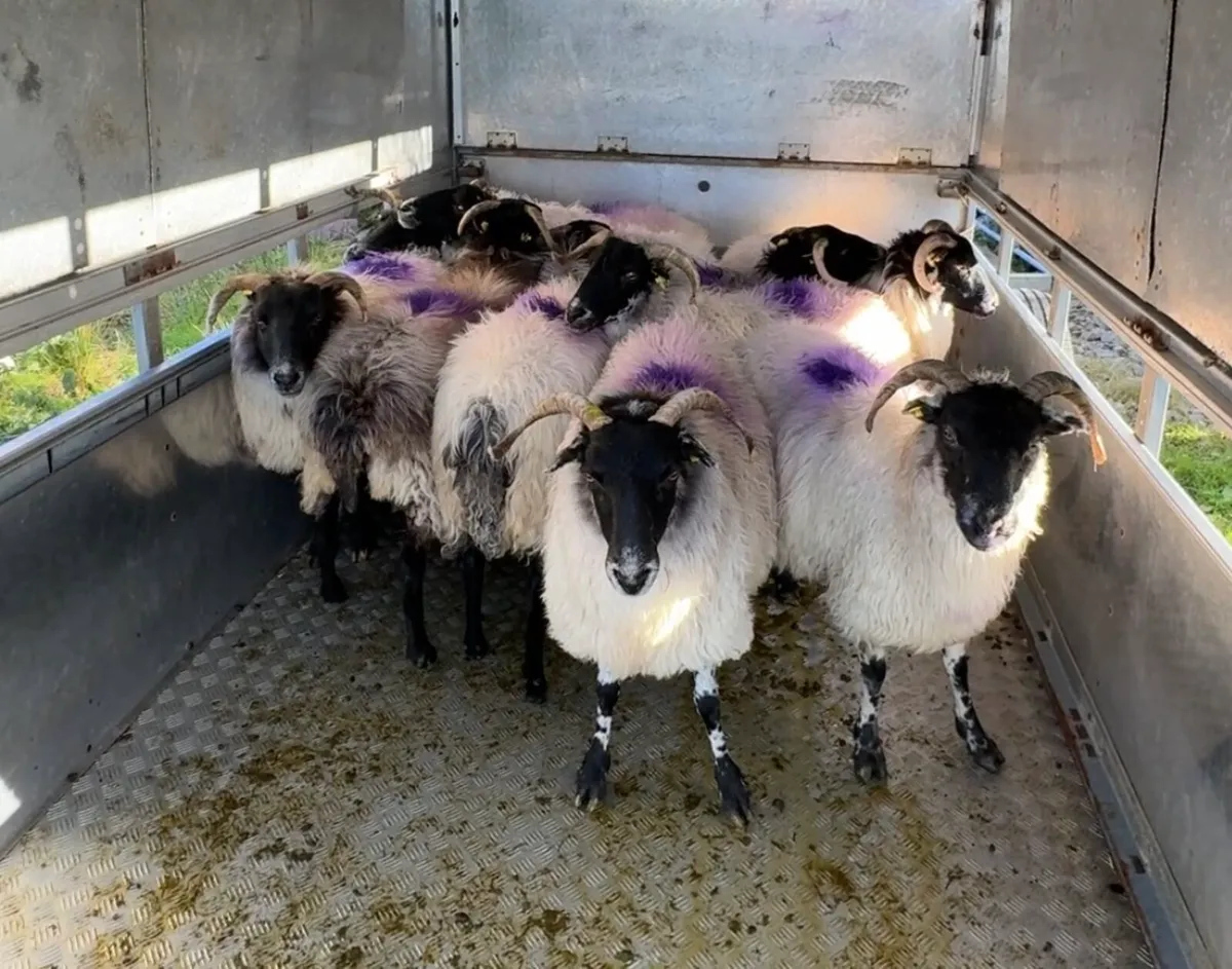 Organic Ewes - Image 1