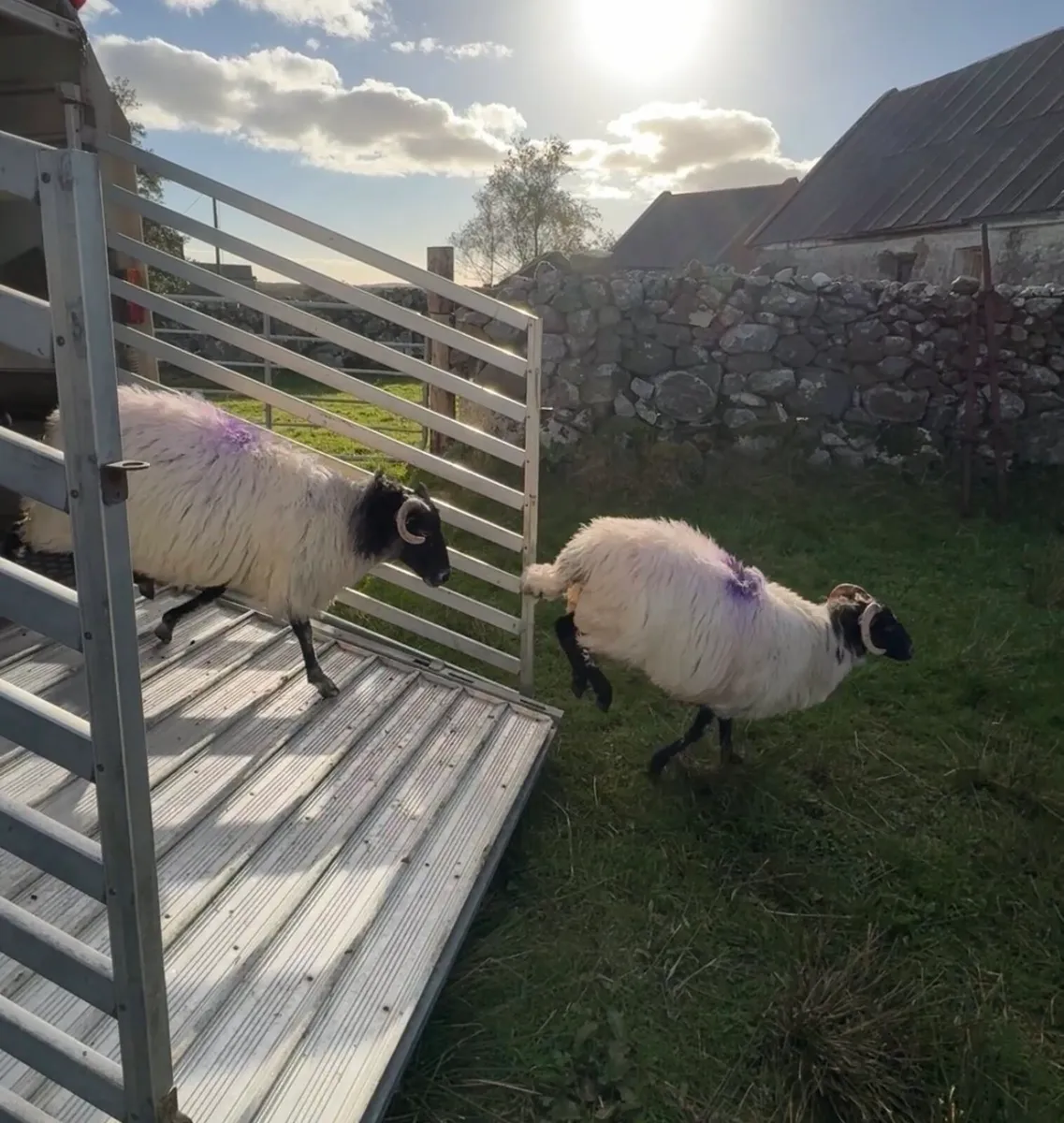 Organic Ewes - Image 2