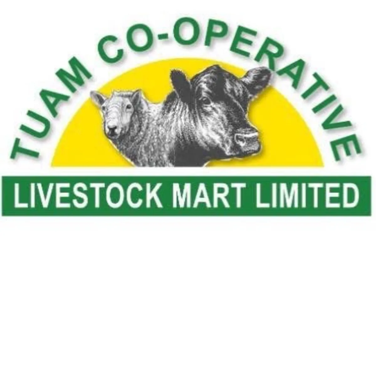 Pedigree Suffolk sale @ Tuam Mart 27th Oct